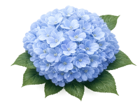 blueten-wunder-blume-7